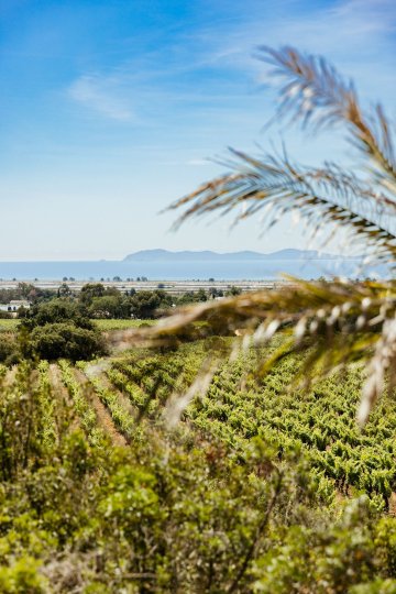 Journées Européennes du Patrimoine à Château Galoupet : rencontre unique entre nature, vignes et savoir-faire