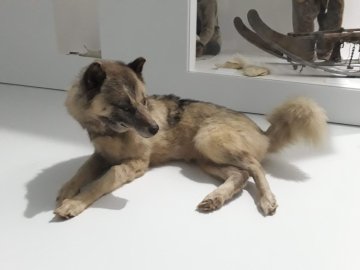 Visite flash « Le chien groenlandais, compagnon de voyage de Paul-Émile Victor », suivie d’un atelier « Venez hurler avec les chiens-loups ! »