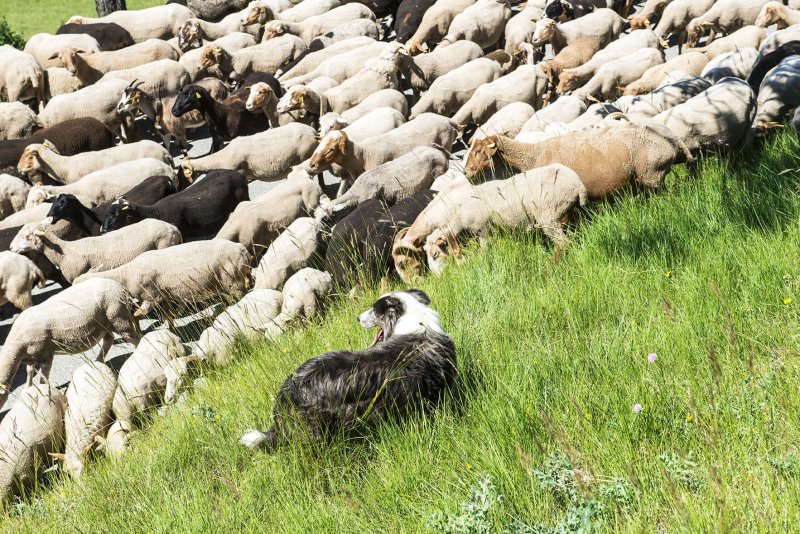 Le pastoralisme au féminin