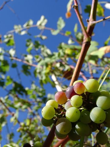 Visite guidée patrimoniale : du Parc Izadia aux vignes d’Anglet