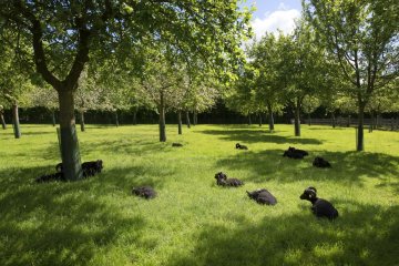 Quand les pommes racontent un territoire