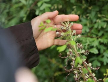 Balade botanique aux jardins du château