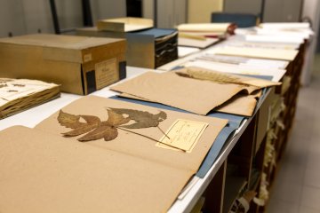 Création et gestion d’un herbier scientifique : un travail de fourmi !