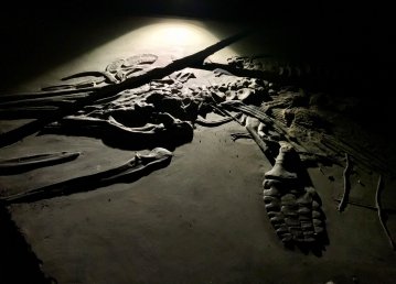 Présentation d’un spécimen complet de reptile marin