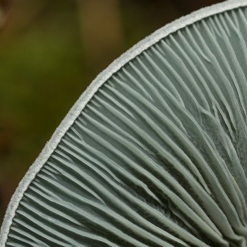 Balade mycologique