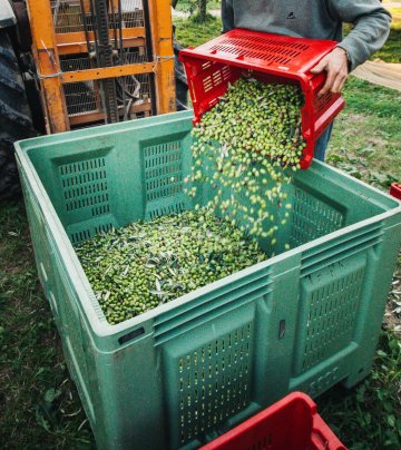 Patrimoine naturel et agricole : découverte de l'Oliveraie