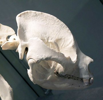 Jeu de piste : enrichissez les collections du muséum