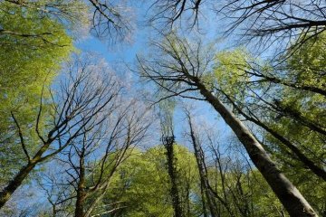 Bain de forêt - les bienfaits de la nature sur la santé humaine
