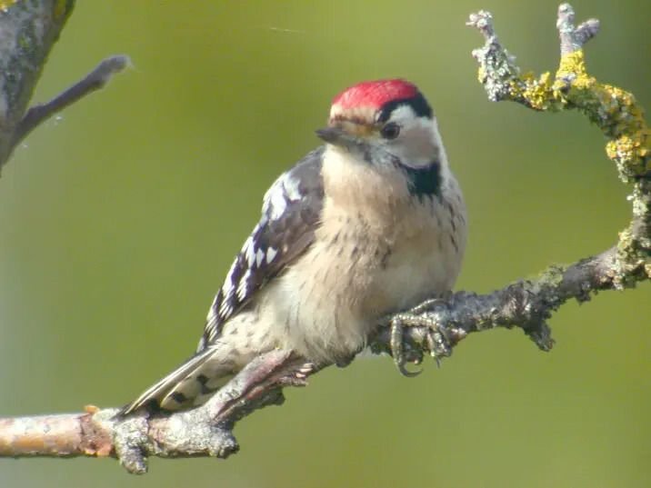 À la découverte de la biodiversité du Parc de la Rochefoucauld