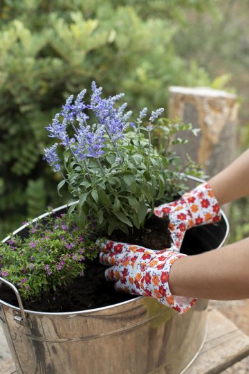 Apprenez à soigner vos plantes