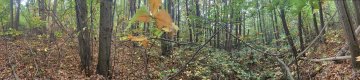Dessinons l'automne