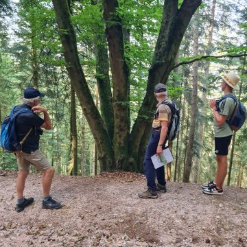 Découverte de l'histoire du Massif de l'Avison et de ses arbres remarquables