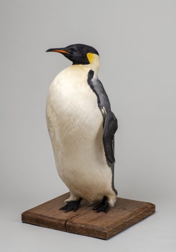 Visite libre du Musée Zoologique