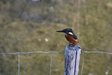 Flicourt : un site d'observation d'exception pour les oiseaux
