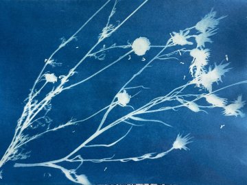 Atelier cyanotype au Musée du Terroir