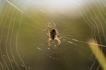 Vivre en araignée