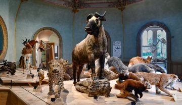 Visite libre des collections et de l'exposition