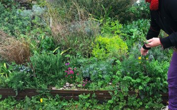 Les "mauvaises herbes" précieuses du jardin