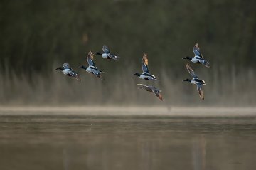 À la découverte des oiseaux