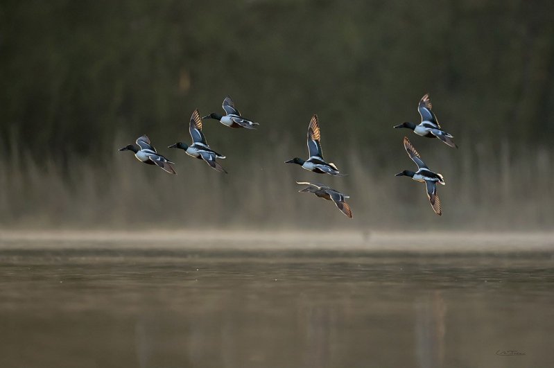 À la découverte des oiseaux