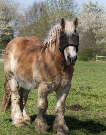 Les chevaux de trait à l’honneur à Pratgraussals
