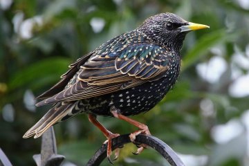 BALADE AUTOUR DE LA FAUNE AVIAIRE : VOIR ET IMAGINER POUR TROUVER DES SOLUTIONS DE COHABITATION