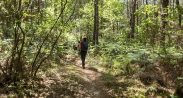 Balade en forêt