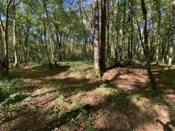 Les vestiges du Moyen Âge dans la forêt de Mondragon