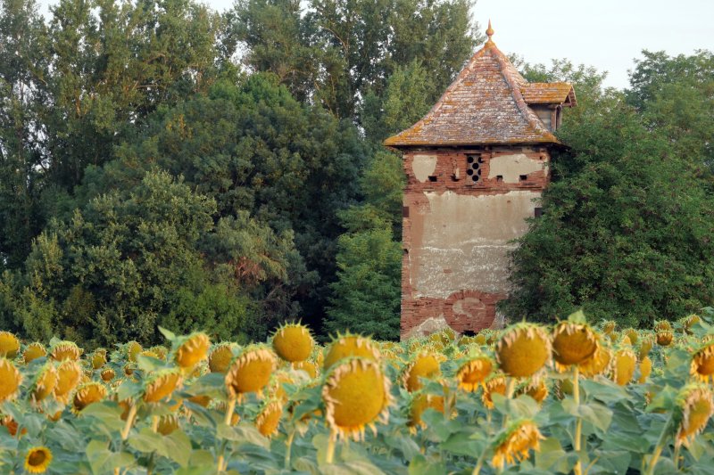 Exposition : enquête et recensement des pigeonniers du Tarn et Garonne