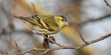 LES OISEAUX HIVERNANTS