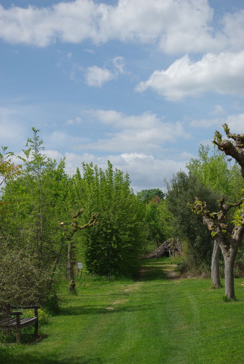 Visite guidée Arbres de Provence