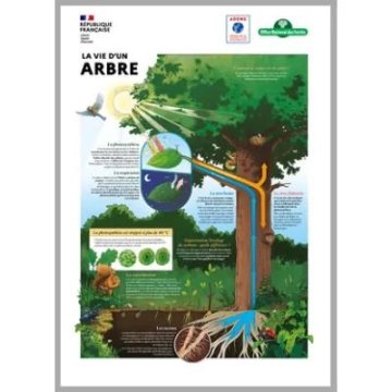 LES FORÊTS FACE AU CHANGEMENT CLIMATIQUE