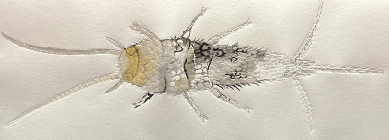 Atelier en famille : «Poisson d’argent»