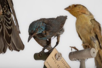 Visite commentée de la collection de Zoologie et d'Entomologie de l'Université de Toulouse