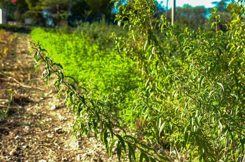 Découvrez l’art de créer vos propres boissons naturelles !