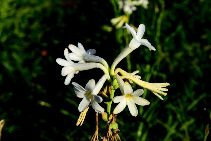 Visite Guidée du jardinier