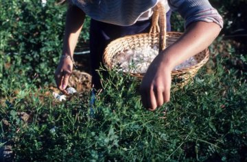 Visite sensorielle des Jardins du MIP
