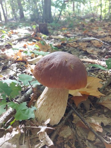 Les champignons