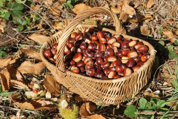 Les fruits forestiers pour les 3-5 ans
