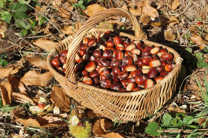 Les fruits forestiers pour les 3-5 ans