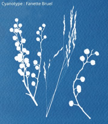 Atelier photo cyanotype
