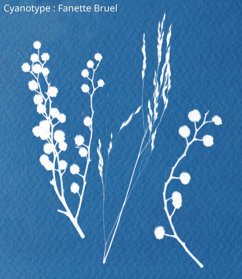 Atelier photo cyanotype