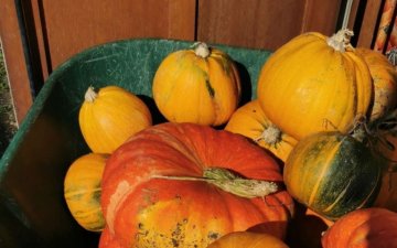 Fête de la soupe au jardin partagé
