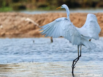 Dans l’intimité de la réserve des marais du Vigueirat