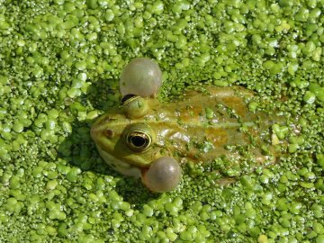 La biodiversité 
en ville expliquée