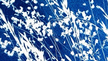 Cyanotype (+ 6 ans)