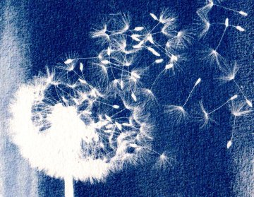 Initiation au cyanotype