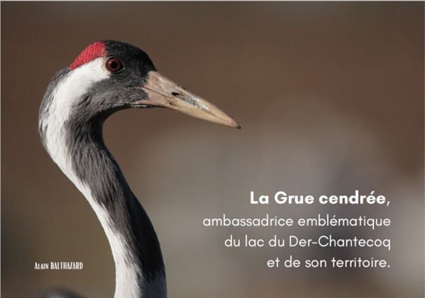 Conférence "la Grue cendrée, ambassadrice du lac du Der et de son territoire" par Etienne CLEMENT, Président de la LPO Champagne-Ardenne