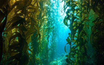 Biodiversité et bioinspiration : que nous apprennent les habitants du monde marin ?