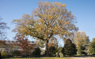 Conférence : Les arbres remarquables de Paris